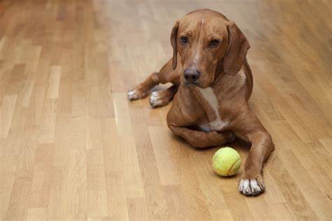 Luxury Vinyl Flooring